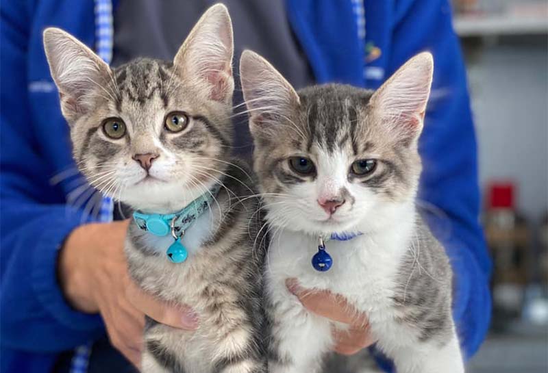 Carousel Slide 3: Cat Veterinary Care, Greenwood
