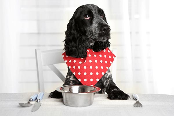 Is a Raw Food Diet Healthy for My Dog?