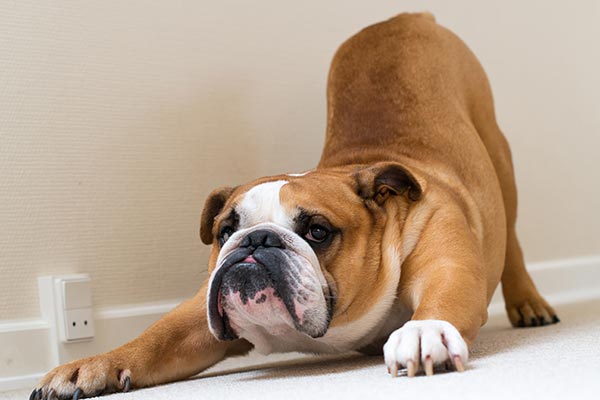 7 Ways to Help Your Pet Lose Weight