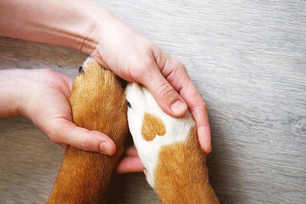 How to Prevent Common Nail & Paw Problems