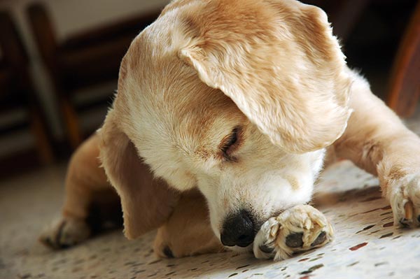why do dogs clean their paws