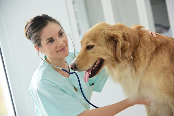 Cardiac Problems in Cats & Dogs