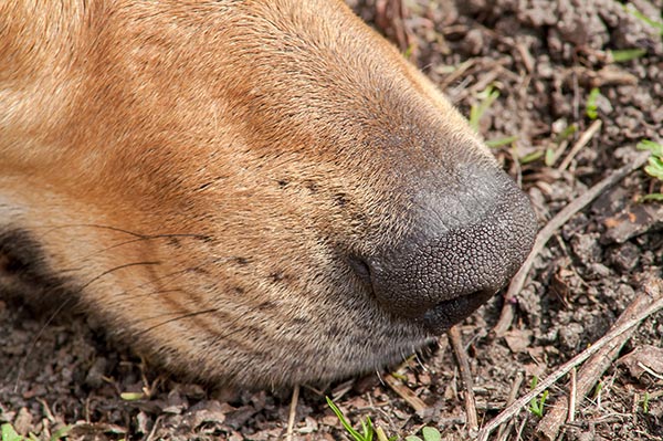 Keeping Your Older Dog’s Mind and Body Active: Nosework