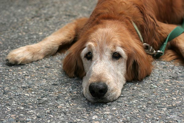 Understanding Disc Disease in Dogs