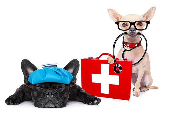 Pet First Aid Every Owner Should Know