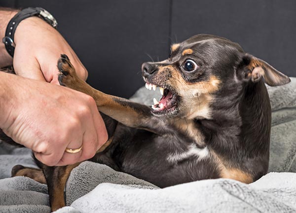 How to use a muzzle to correct nipping in dogs